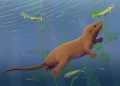 Beaver swimming underwater among tall green aquatic plants, with small fish nearby.