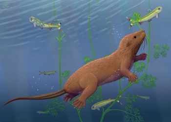 Beaver swimming underwater among tall green aquatic plants, with small fish nearby.