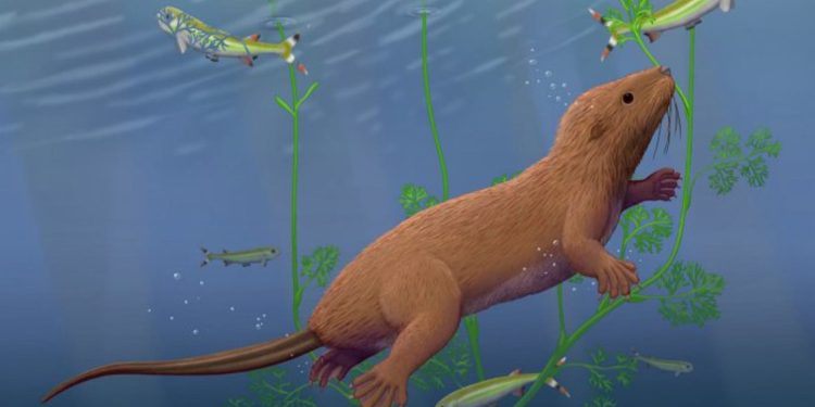 این فسیل با دندان های خزنده مانند تصویر جدیدی از تکامل ما ارائه می دهد 1 Beaver swimming underwater among tall green aquatic plants, with small fish nearby.