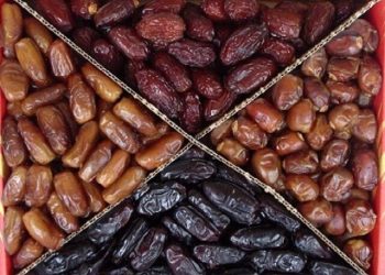 برداشت ۳۸ هزار تن خرمای صادراتی در هرمزگان 12 برداشت ۳۸ هزار تن خرمای صادراتی در هرمزگان