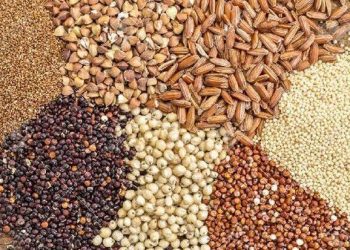 تعاون روستایی خراسان‌شمالی ۲۲ هزار تن نهاده دامی توزیع کرد