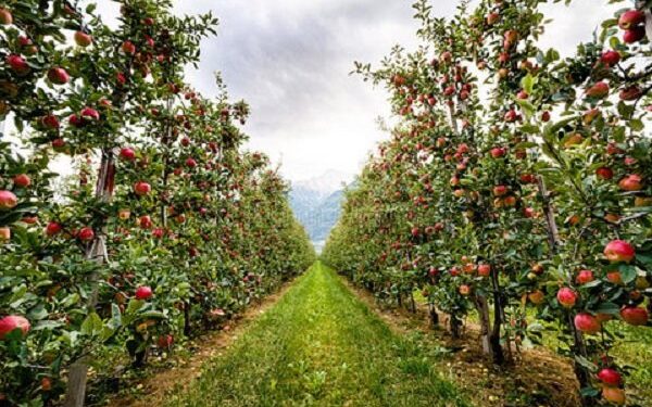 جهش ۲۰ درصدی تولید محصولات باغی خراسان شمالی در سال زراعی جاری 1 جهش ۲۰ درصدی تولید محصولات باغی خراسان شمالی در سال
