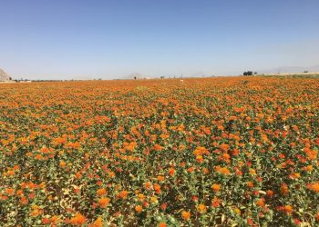 رشد ۴۸ درصدی برنامه کشت دانه‌های روغنی در خراسان شمالی