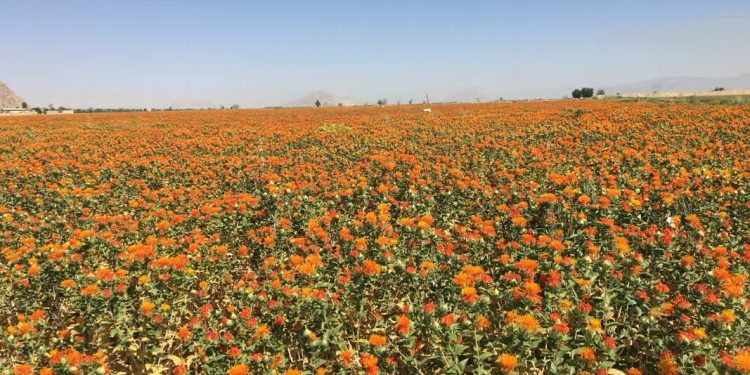 رشد ۴۸ درصدی برنامه کشت دانه‌های روغنی در خراسان شمالی