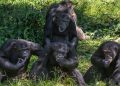 Four chimpanzees sit among green foliage, some eating fruit or grooming themselves in a sunny clearing.