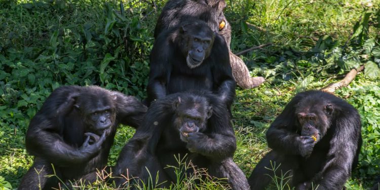 Four chimpanzees sit among green foliage, some eating fruit or grooming themselves in a sunny clearing.