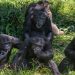 Four chimpanzees sit among green foliage, some eating fruit or grooming themselves in a sunny clearing.