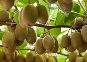 صادرات مرکبات و کیوی در مازندران نیازمند برنامه‌ریزی پیش از