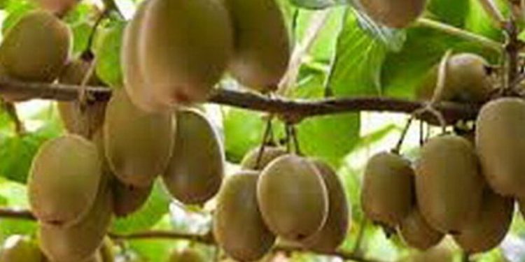 صادرات مرکبات و کیوی در مازندران نیازمند برنامه‌ریزی پیش از