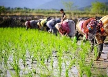 صنعت جهانی برنج در سال ۲۰۲۶؛ بازار جهانی برنج زیر