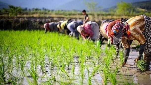 صنعت جهانی برنج در سال ۲۰۲۶؛ بازار جهانی برنج زیر سایه سیاستهای صادراتی هند 1 صنعت جهانی برنج در سال ۲۰۲۶؛ بازار جهانی برنج زیر