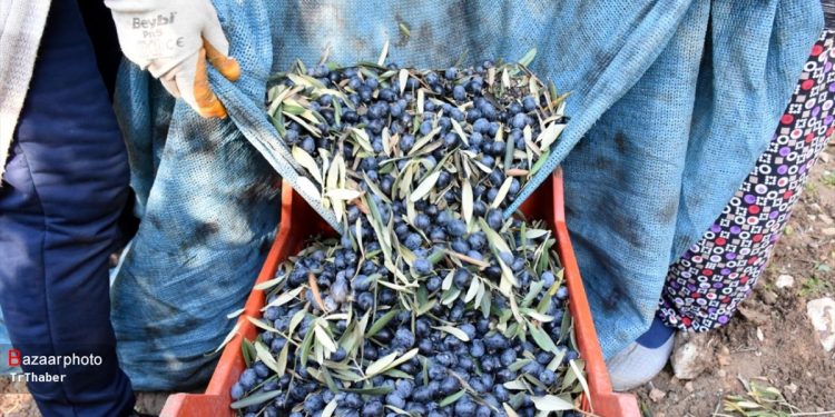 طارم سفلی هاب اصلی تولید زیتون 1 طارم سفلی هاب اصلی تولید زیتون
