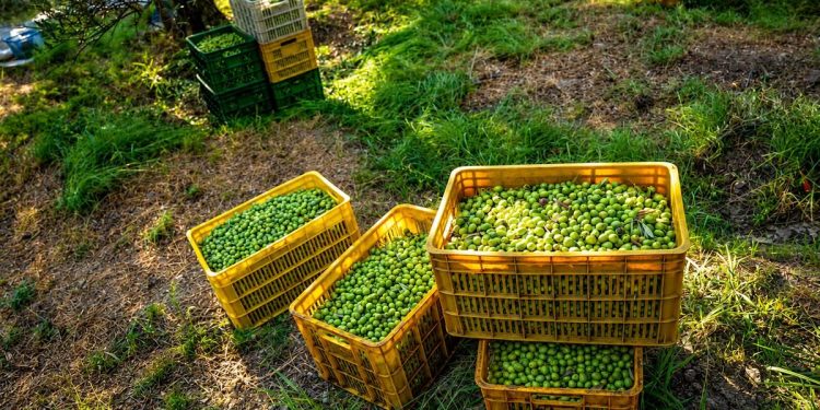 طارم، پایتخت زیتون ایران؛ گامی بزرگ به سوی خودکفایی تولید روغن زیتون 1 طارم، پایتخت زیتون ایران؛ گامی بزرگ به سوی خودکفایی تولید