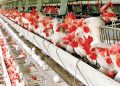 قیمت انواع مرغ ۶ آبان ۱۴۰۵