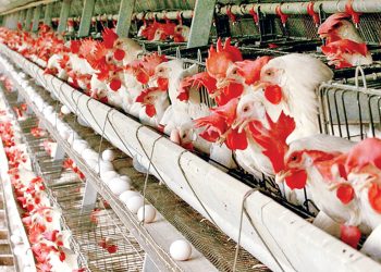 قیمت انواع مرغ ۶ آبان ۱۴۰۵