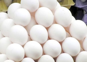 موج جدید گرانی ها در بازار تخم مرغ هر شانه