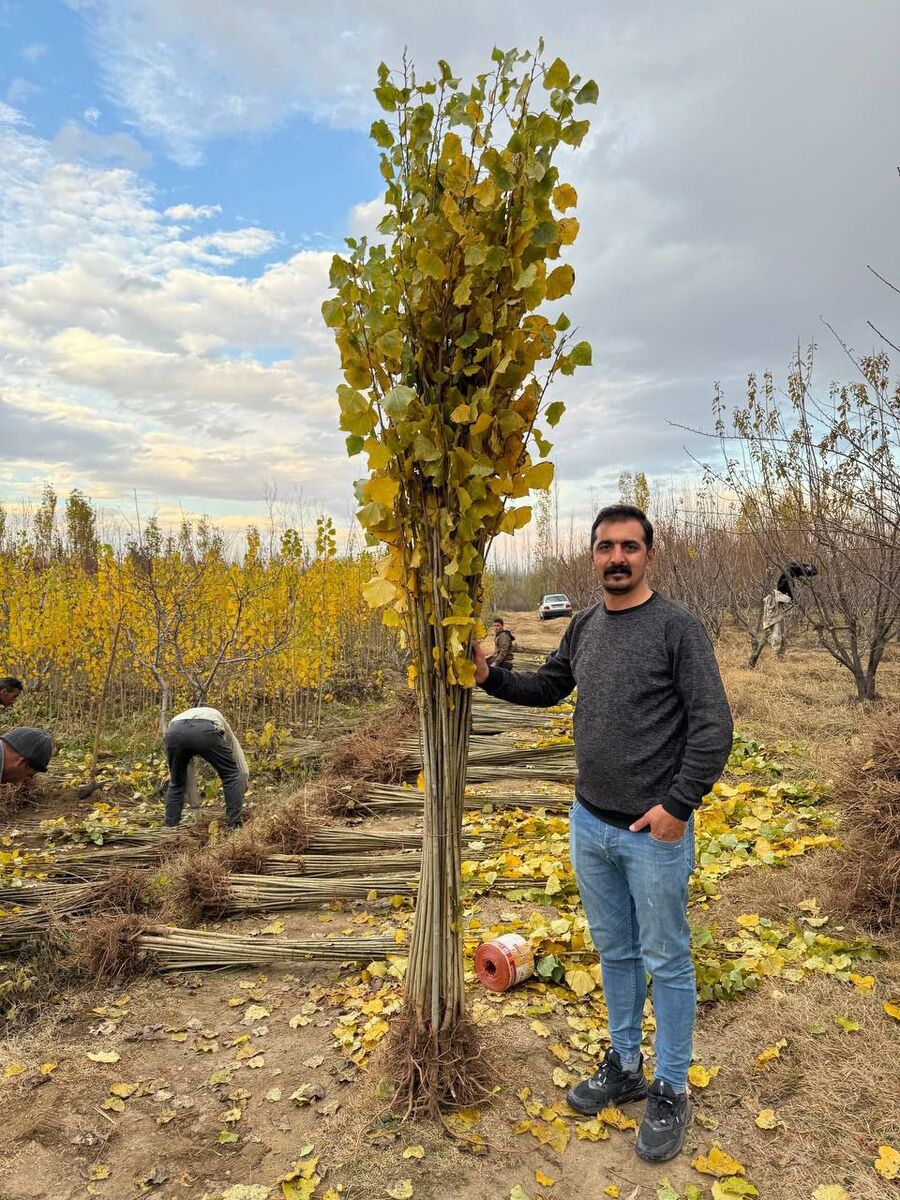 نهال صنوبر را از کجا بخریم 3 نهال صنوبر را از کجا بخریم؟