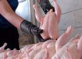 پشت صحنه توقف خرید مرغ با فاکتور الکترونیکی + جزئیات 14 پشت صحنه توقف خرید مرغ با فاکتور الکترونیکی جزئیات