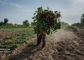 چهارمحال و بختیاری ۲۰ درصد بادام کشور را تولید می‌کند