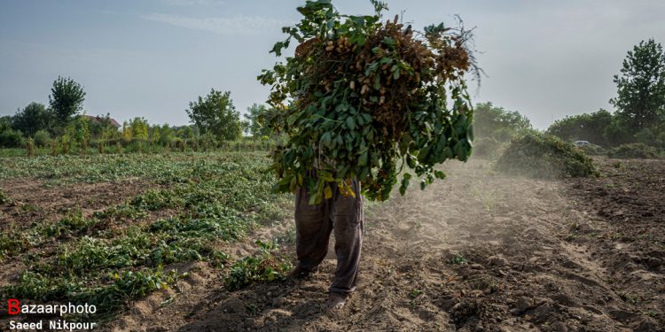 چهارمحال و بختیاری ۲۰ درصد بادام کشور را تولید می‌کند