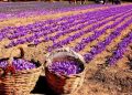 ۱۴ هکتار از اراضی کشاورزی قم به کشت زعفران اختصاص دارد 17 ۱۴ هکتار از اراضی کشاورزی قم به کشت زعفران اختصاص