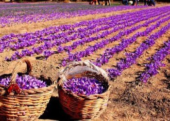 ۱۴ هکتار از اراضی کشاورزی قم به کشت زعفران اختصاص دارد 13 ۱۴ هکتار از اراضی کشاورزی قم به کشت زعفران اختصاص