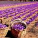 ۱۴ هکتار از اراضی کشاورزی قم به کشت زعفران اختصاص دارد 11 ۱۴ هکتار از اراضی کشاورزی قم به کشت زعفران اختصاص
