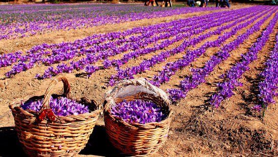 ۱۴ هکتار از اراضی کشاورزی قم به کشت زعفران اختصاص
